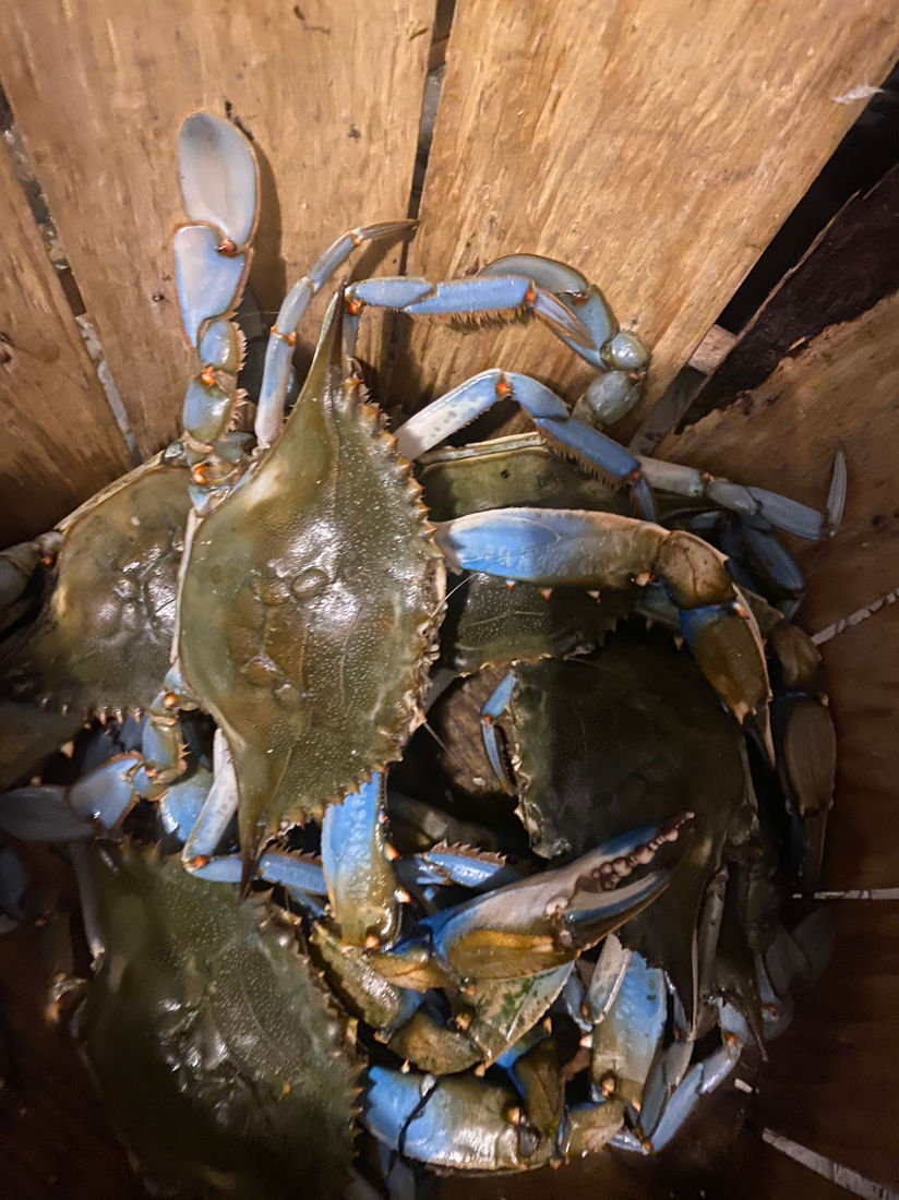 A bushel basket of fresh blue crabs