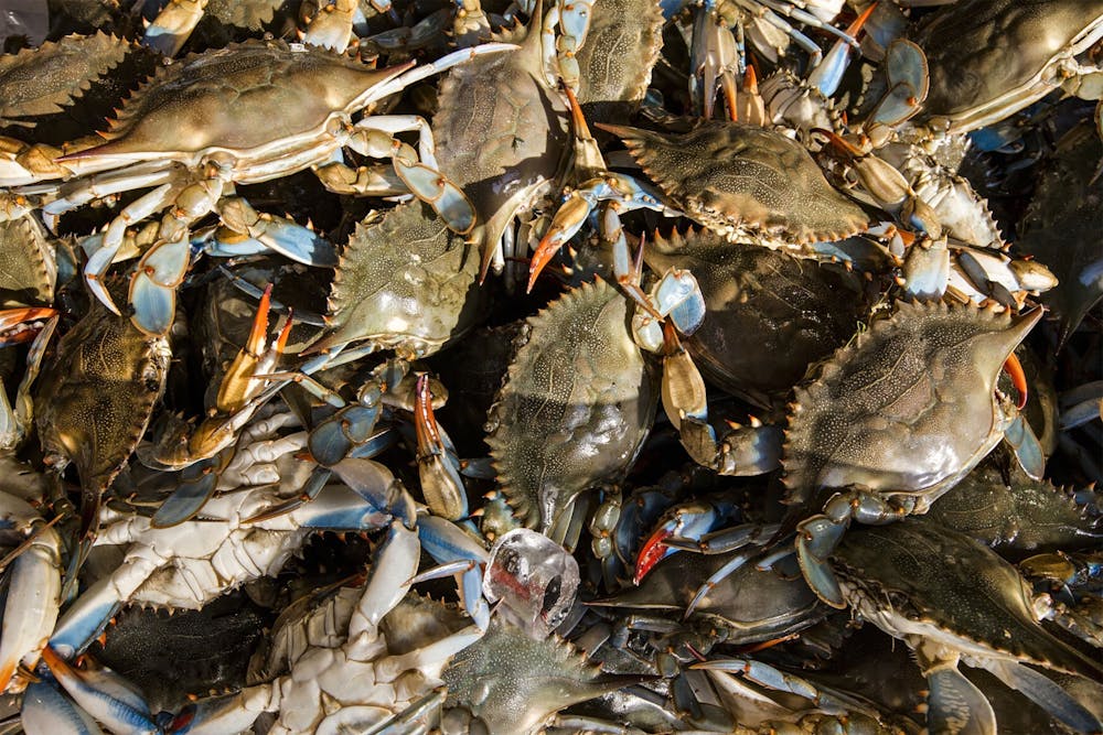 A pile of live blue crabs, graded by size