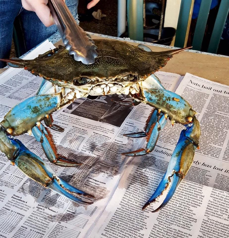 A live blue crab, freshly graded